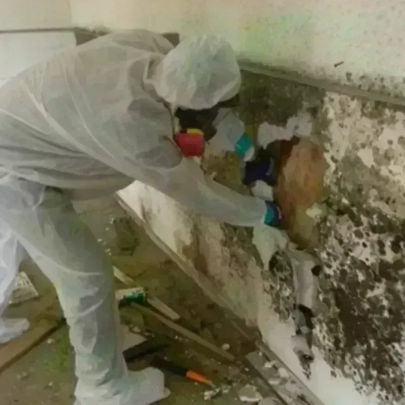 Mold Remediation and Removal in Howland, ME